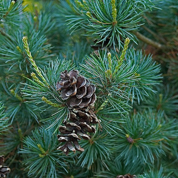 Pinus parviflora 'Negishi'