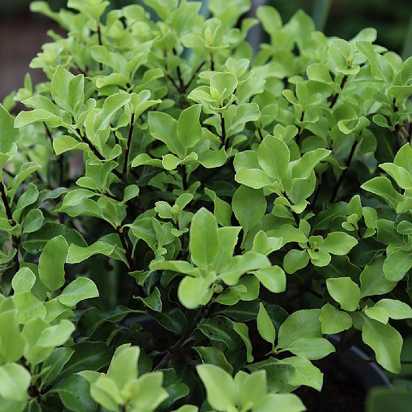Pittosporum 'County Park Dwarf'