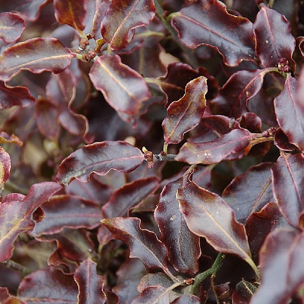 Pittosporum tenuifolium 'Tom Thumb'