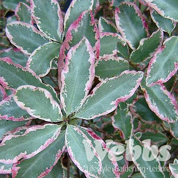 Pittosporum tenuifolium 'Elizabeth'