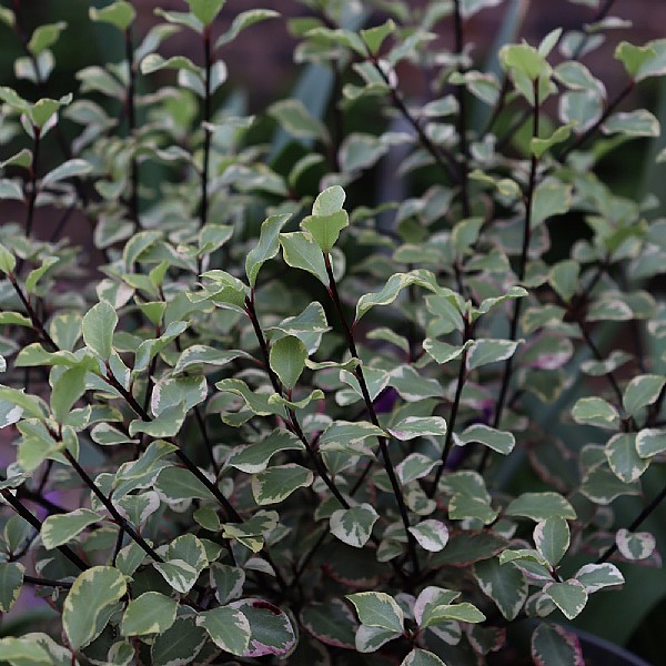 Pittosporum 'Victoria'