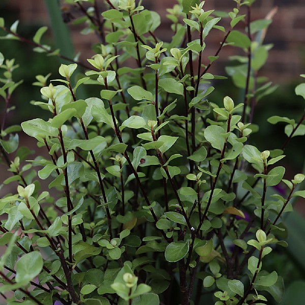 Pittosporum tenuifolium 'Wrinkled Blue'
