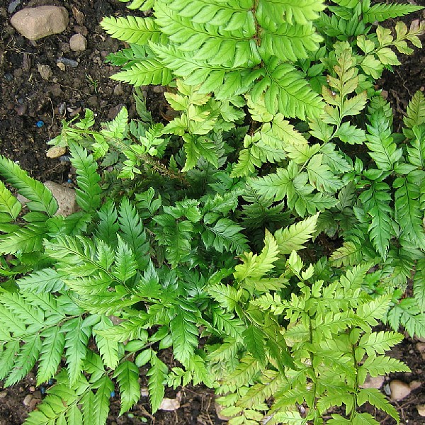 Polystichum rigens