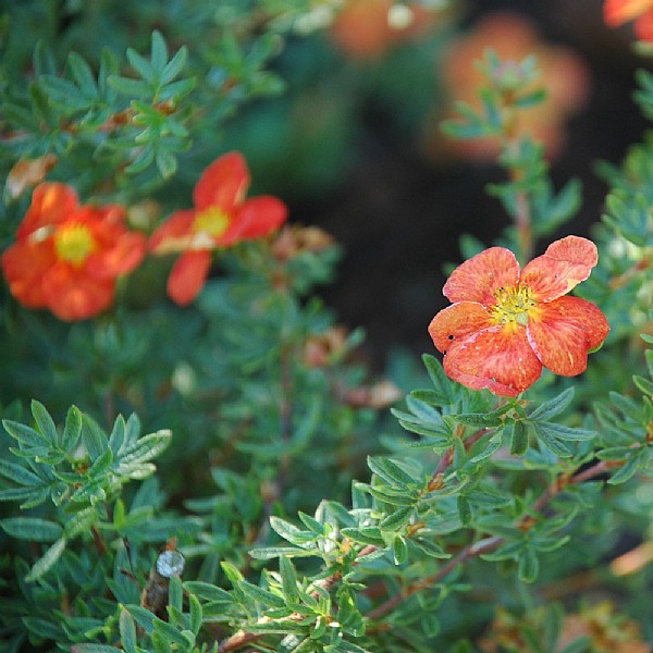 Potentilla fruticosa 'Red Ace'