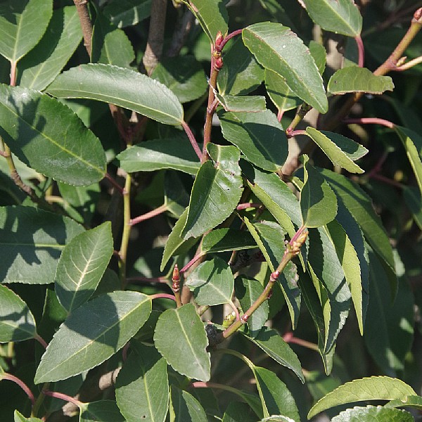 Prunus lusitanica 'Angustifolia'