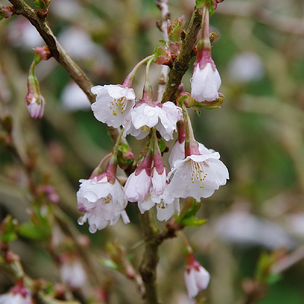Prunus incisia 'Kojo-no-mai'