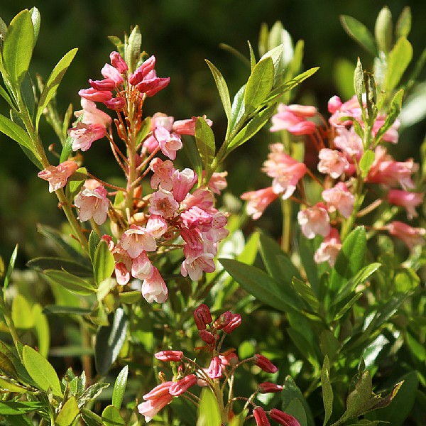 Rhododendron 'Bloombux Magenta' | Shrubs | Webbs Garden Centres