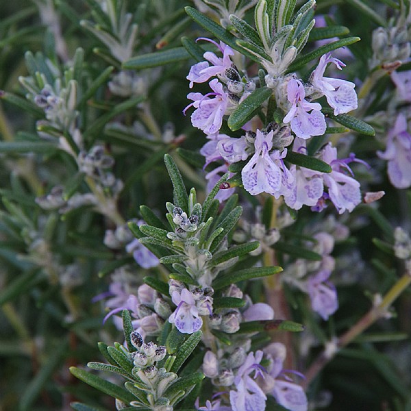 Rosmarinus 'Miss Jessop's Upright'