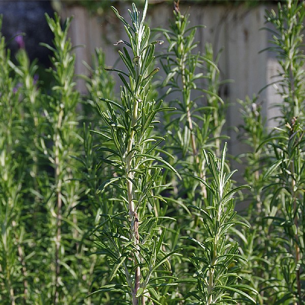 Rosmarinus 'Summer Sizzler'