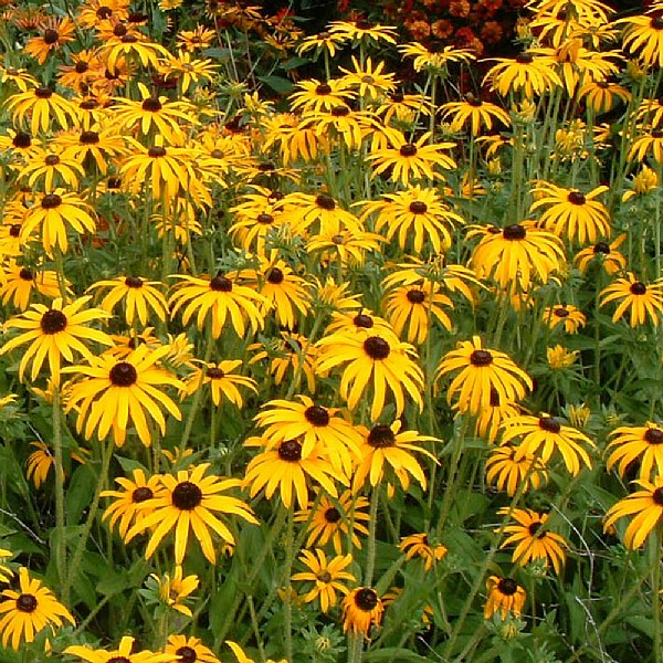 Rudbeckia fulgida var.sullivantii 'Goldsturm'