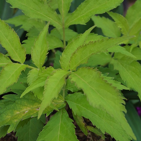 Sambucus nigra 'Serenade'