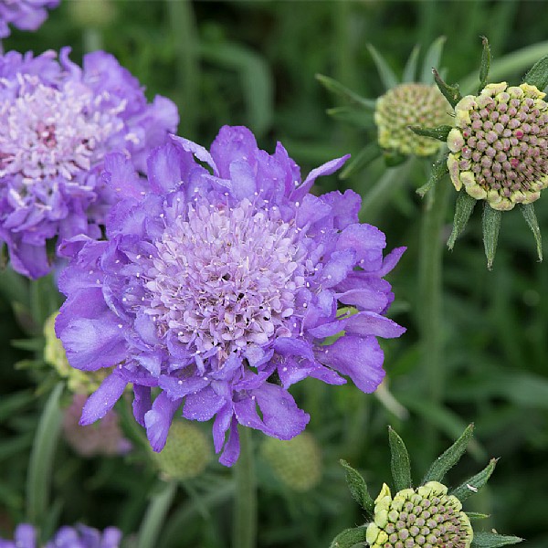 Scabiosa columbaria 'Mariposa Blue'