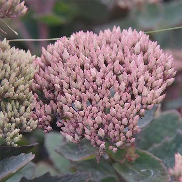 Sedum 'Pink Passion'