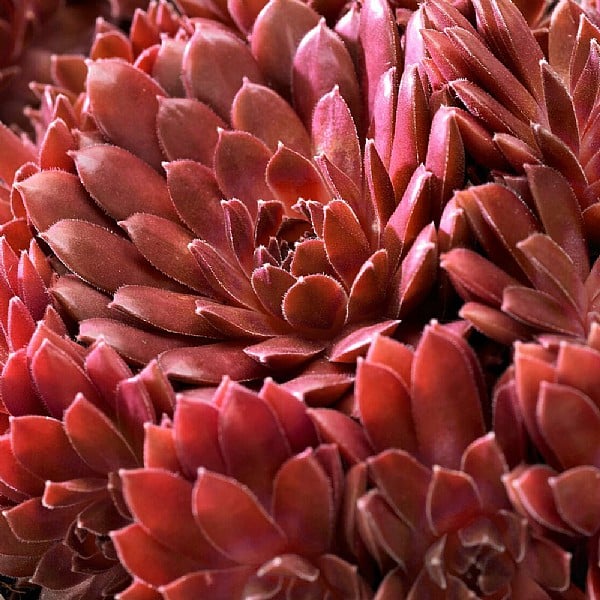 Sempervivum arachnoideum 'Corel Red'