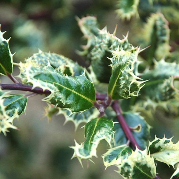 Ilex aquifolium 'Ferox Argentea'