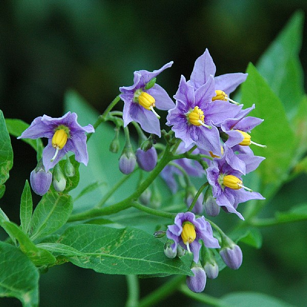 Solanum crispum 'Glasnevin'