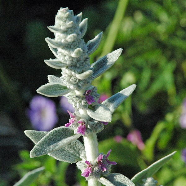 Stachys byazantina 'Silver Carpet'
