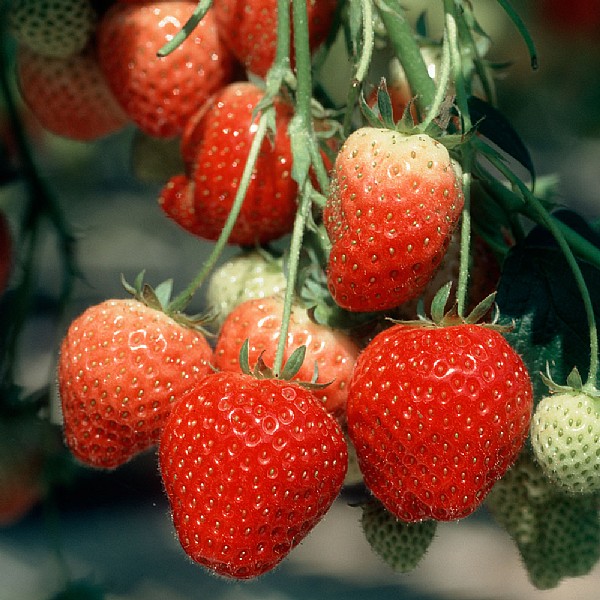 Fragaria (Strawberry) 'Elsanta'