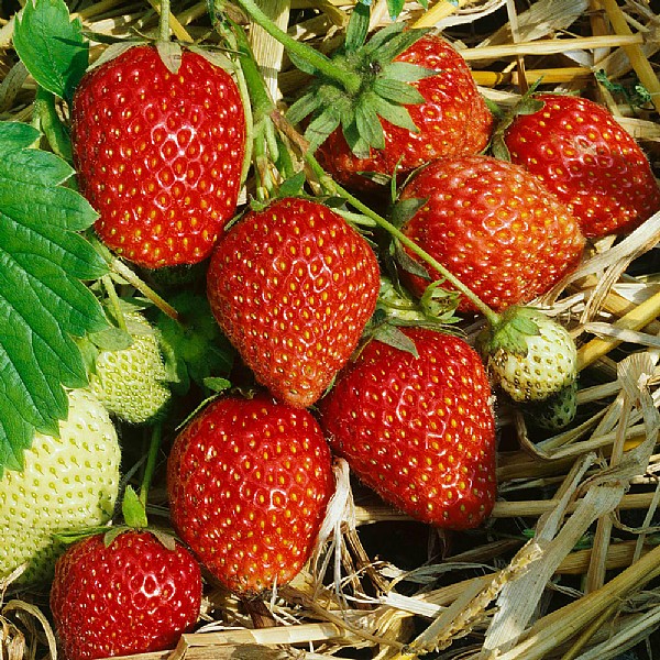Fragaria (Strawberry) 'Hapil'