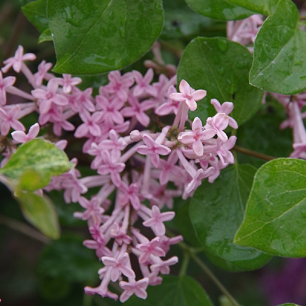 Syringa 'Bloomerang Pink Perfume'