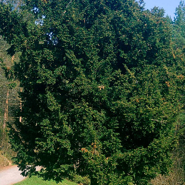 Taxus baccata