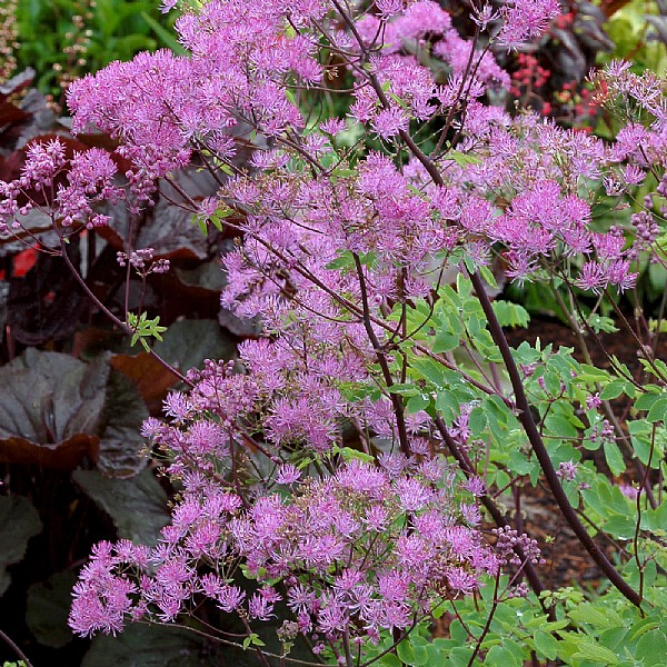 Thalictrum 'Black Stockings'