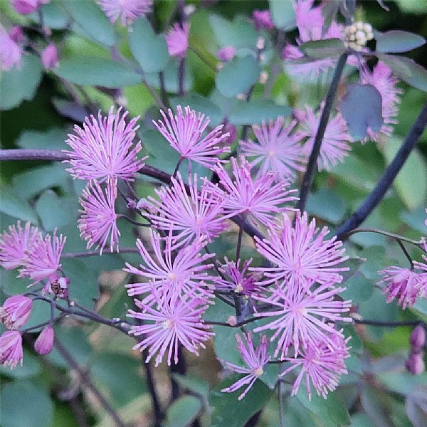 Thalictrum 'The Cloud'