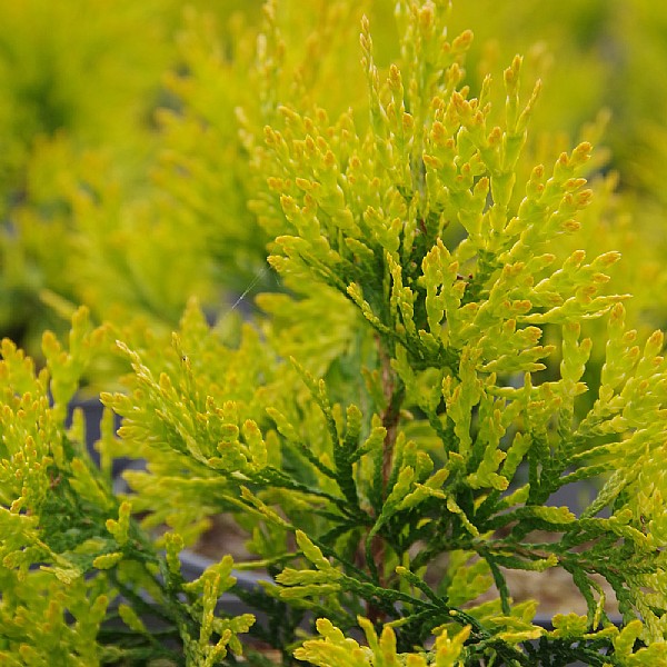 Thuja 'Golden Anne'
