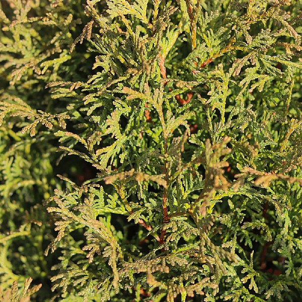 Thuja occidentalis 'Hetz Midget'