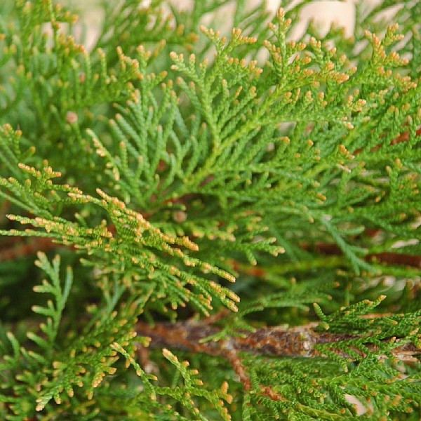 Thuja occidentalis 'Smaragd'