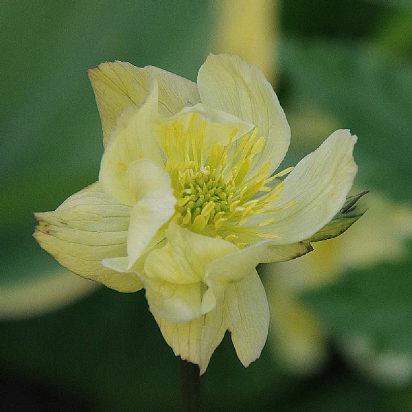 Trollius x cultorum 'Alabaster'