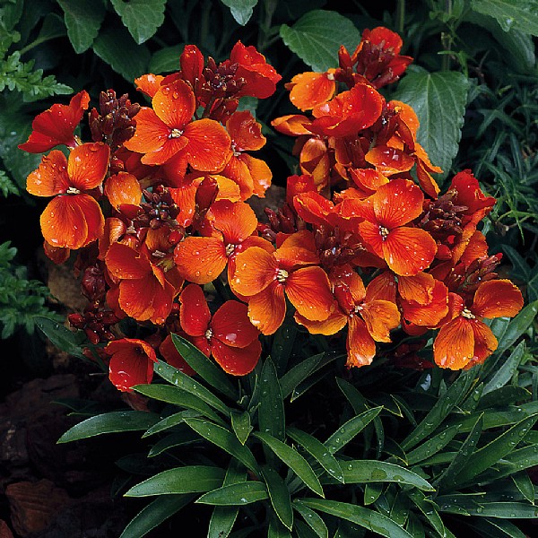 Wallflower Bedder Series 'Scarlet' Seasonal Bedding Plants Webbs