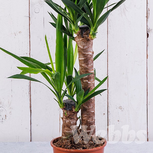 Are Yucca Plants Poisonous To Cats And Dogs