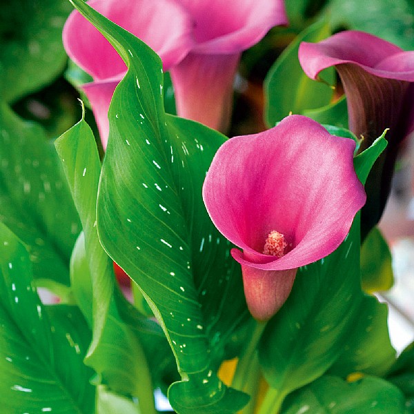 Zantedeschia Calla Lilly