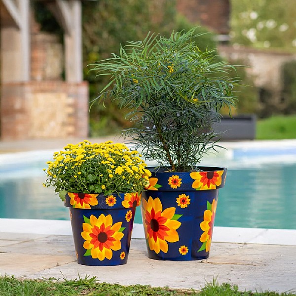 Zest Pot Sunflower (Various Sizes)