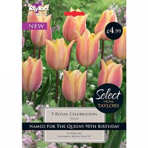 Tulip Royal Celebration (5 Bulbs)