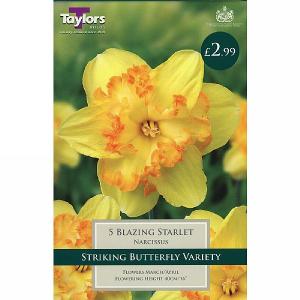 Narcissus 'Blazing Starlet' (5 Bulbs)
