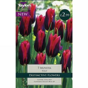 Tulip Muvota (7 Bulbs)