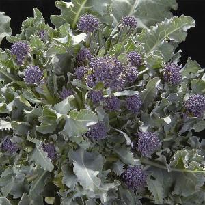 RHS Broccoli Red Admiral F1 Seeds