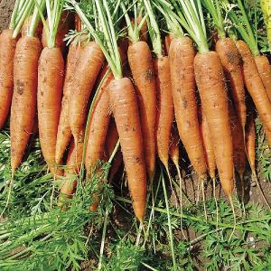 RHS Carrot Primo F1 Seeds