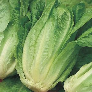 RHS Lettuce Chatsworth Cos Seeds