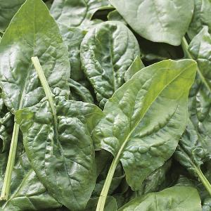 RHS Spinach Missouri F1 Seeds
