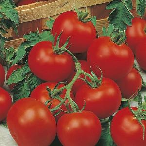RHS Tomato Outdoor Girl Seeds