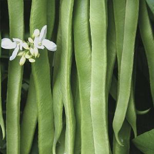 RHS Runner Bean Snowstorm Seeds
