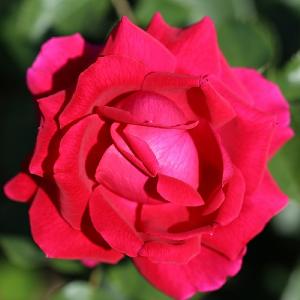Lovestruck Floribunda Rose 3L