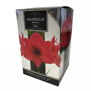 Amaryllis Adele Indoor Growing Kit
