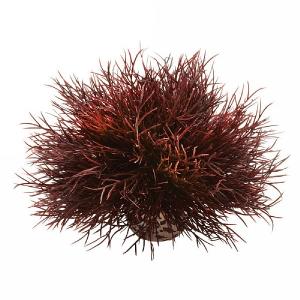 biOrb Crimson Aquatic Sea Lily