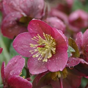 Helleborus Cheryl's Shine 2L