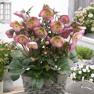 Helleborus Sally's Shell 2L