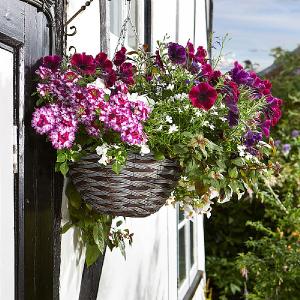 Smart Garden Pinto Faux Rattan Hanging Basket - 14''